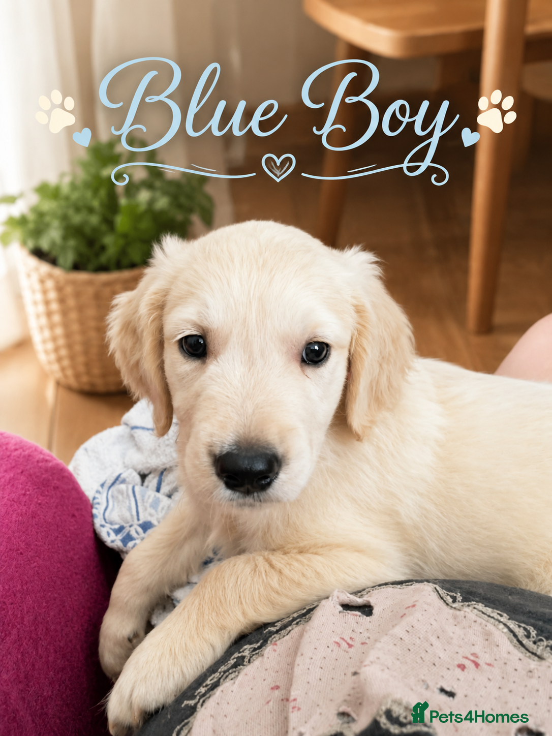Golden Retriever dogs Beautiful Home Raised Golden Retriever Puppies - Advert 2
