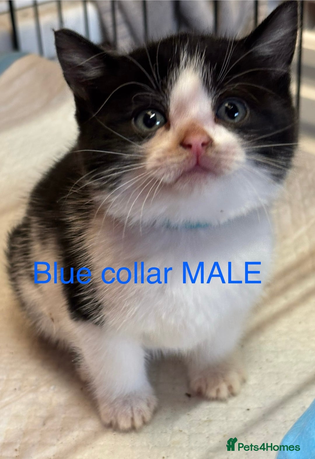 Mixed Breed cats for sale: Farm kittens for sale  - Image 3