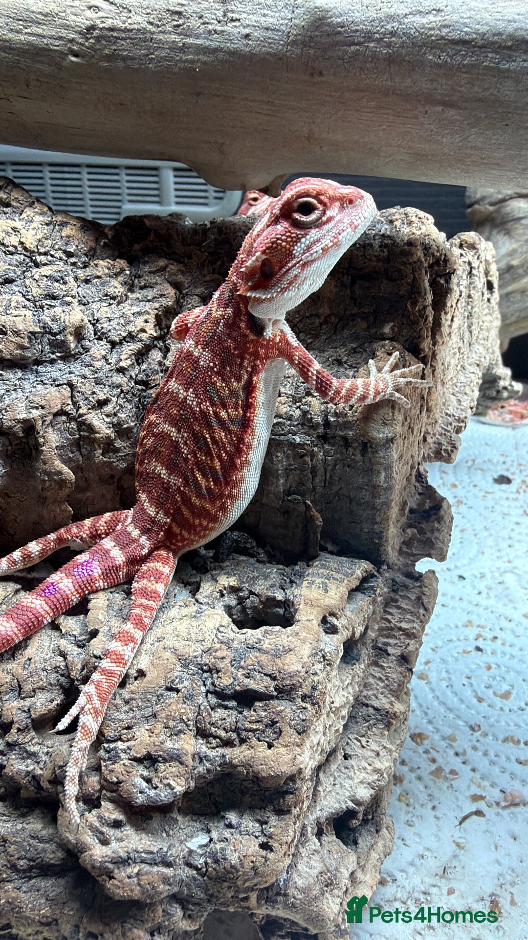 Bearded Dragon reptiles for sale: Red baby Bearded Dragons ready to go! - Advert 7
