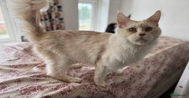 Maine Coon cats - Advert 1