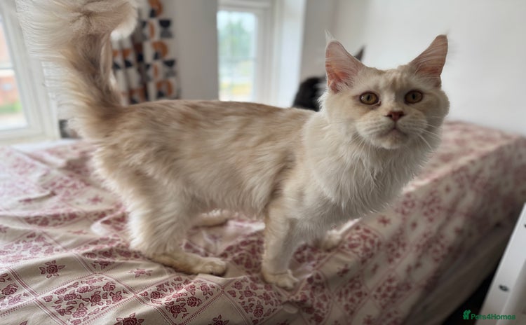 Maine Coon cats - Advert 13