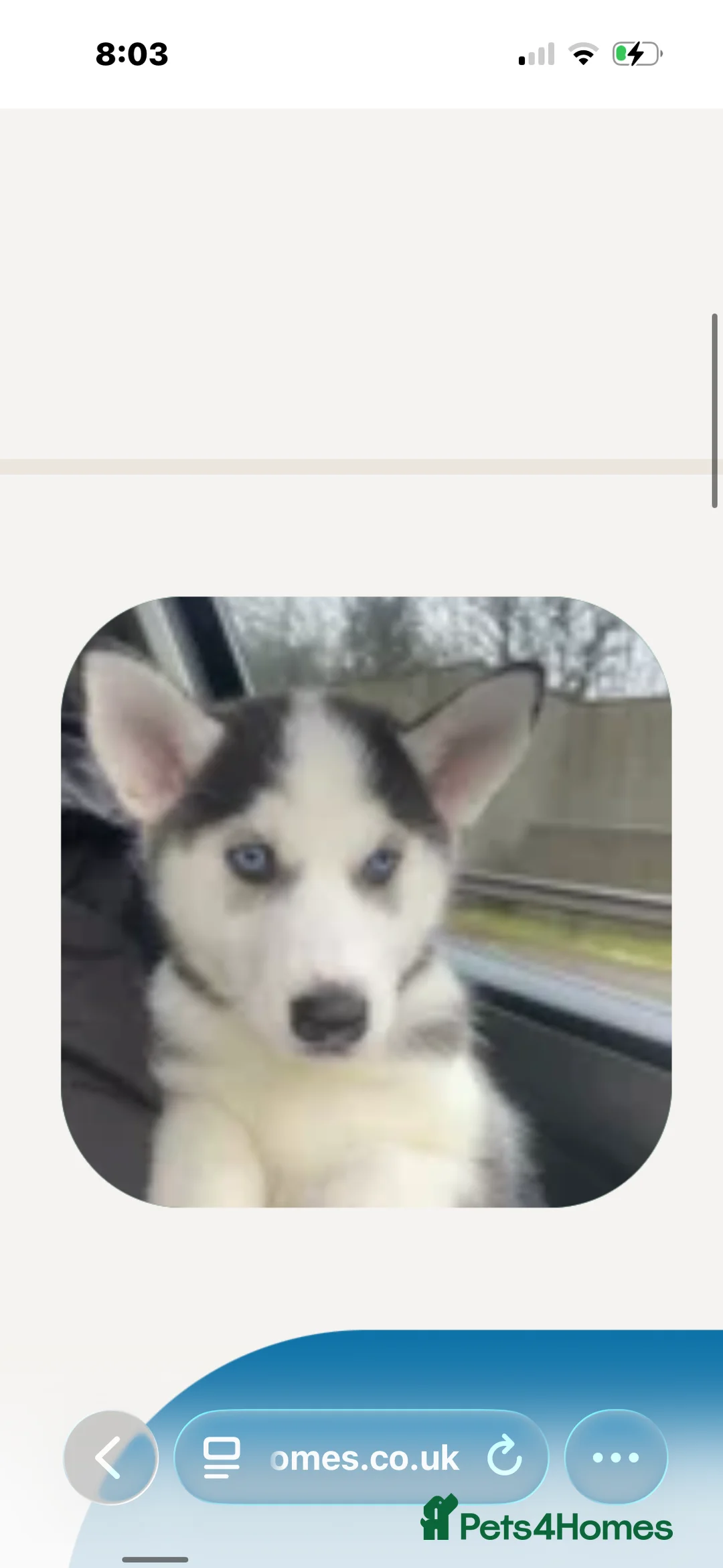 Siberian Husky dogs for sale: Husky - Advert 1
