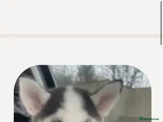 Siberian Husky dogs Husky - Advert 1