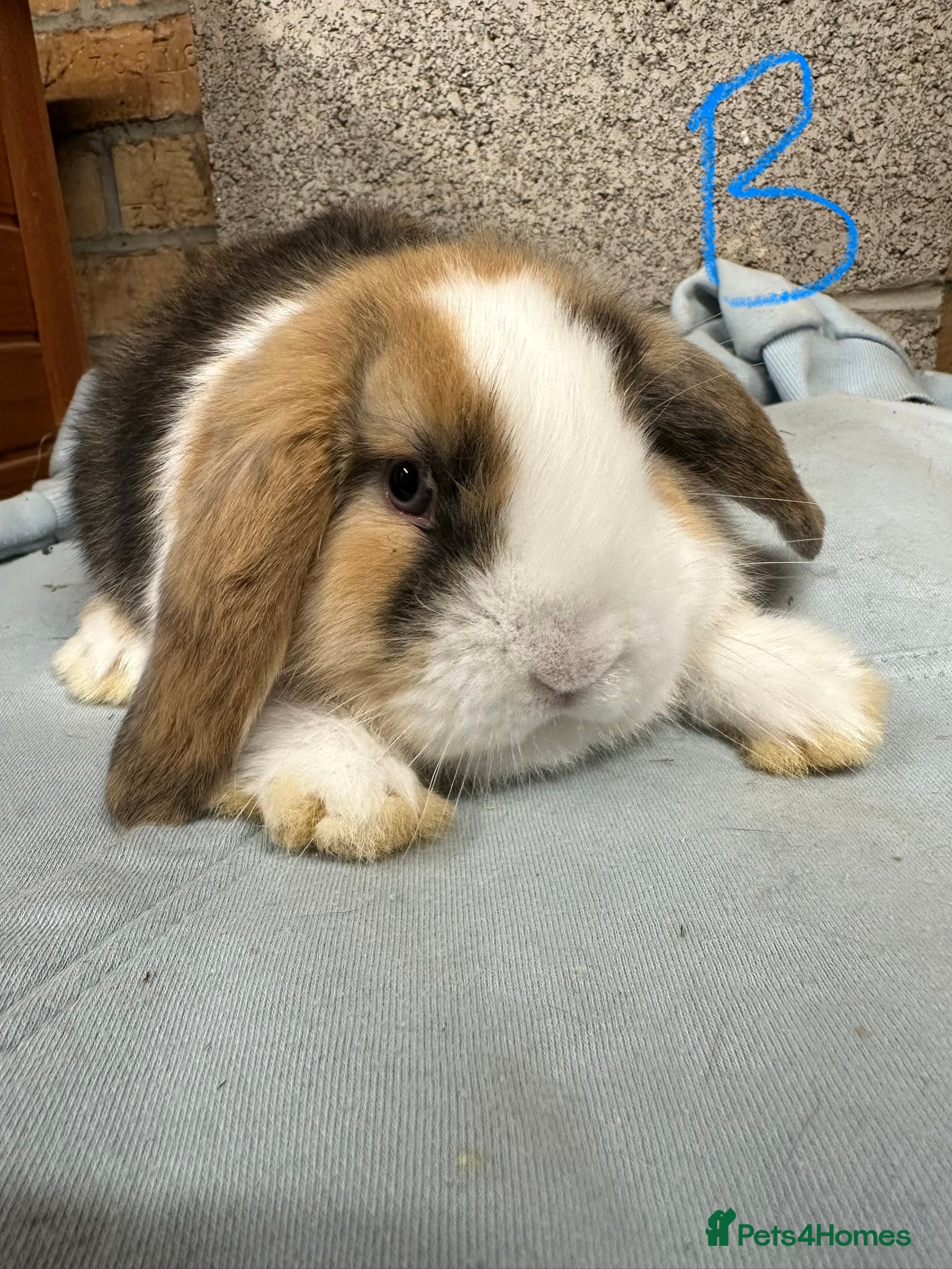 Mini Lop rabbits Mini Lop Rabbits For Sale  - Advert 5