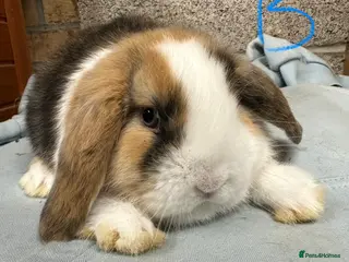 Mini Lop rabbits Mini Lop Rabbits For Sale - Advert 8