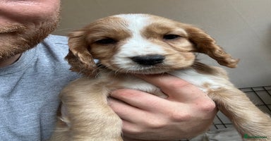 Cocker Spaniel dogs - Advert 1