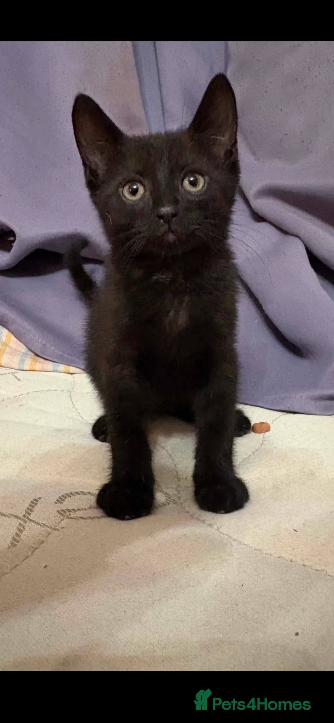 Mixed Breed cats for sale: Kittens in Liskeard - Advert 4