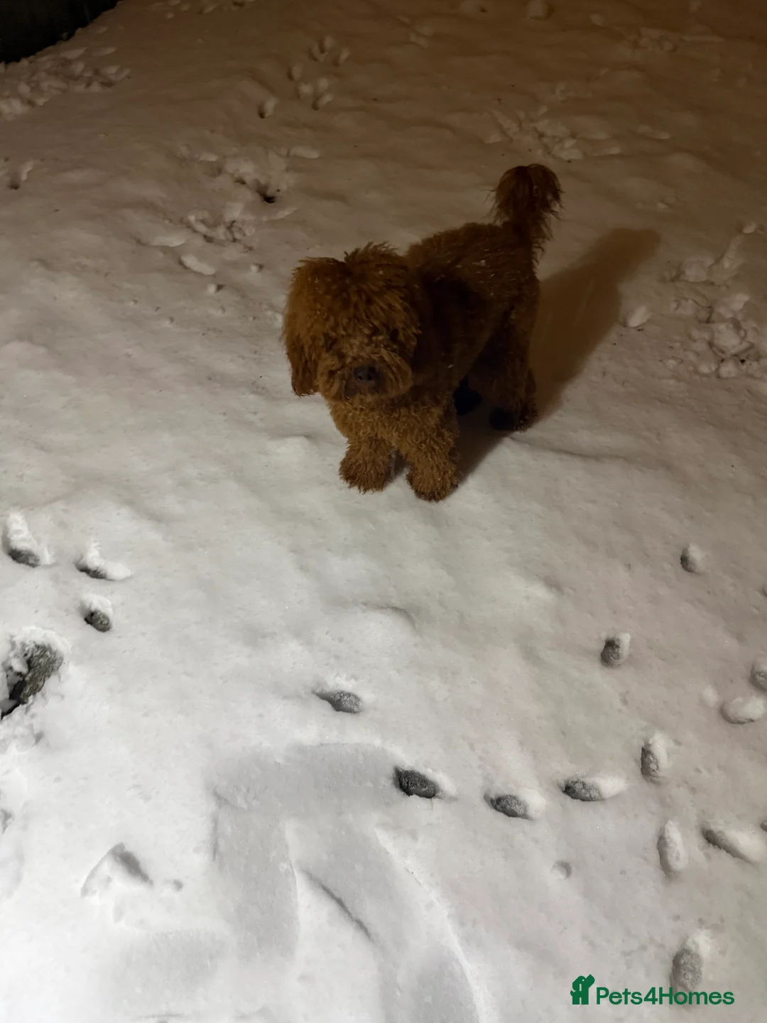 Miniature Poodle dogs for sale: Gorgeous 11 Month Red Miniature Poodle – Rehoming - Advert 2