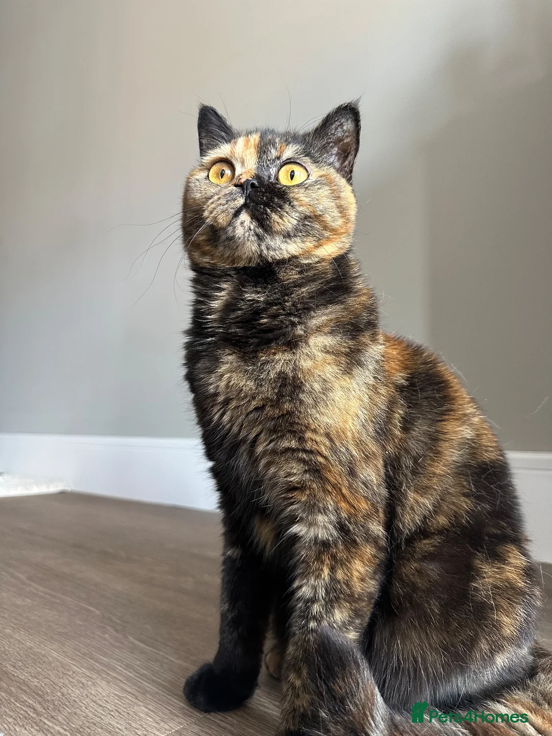 British Shorthair cats for sale: Beautiful British shorthair  - Advert 6