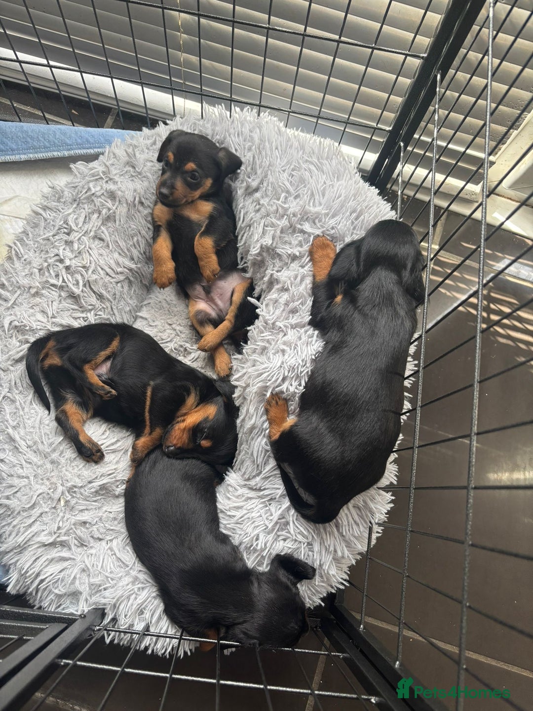Mixed Breed dogs for sale: Miniature Dorkies - Image 16