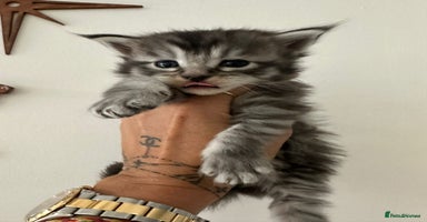 Maine Coon cats - Advert 10