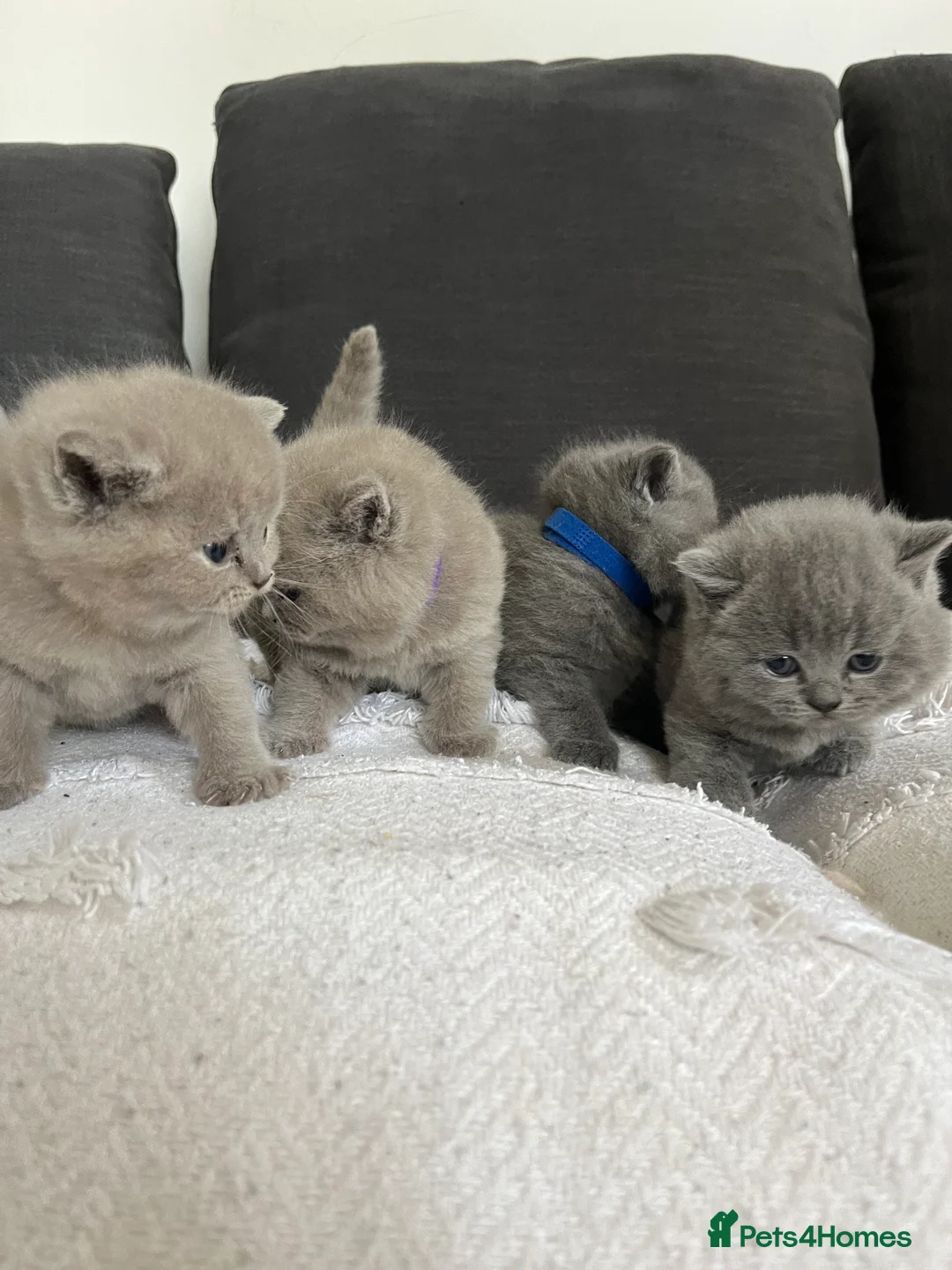 British Shorthair cats for sale: British short hair - Advert 8