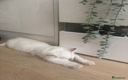 Ragdoll cats for sale: X5 Ragdoll kittens - Image 11