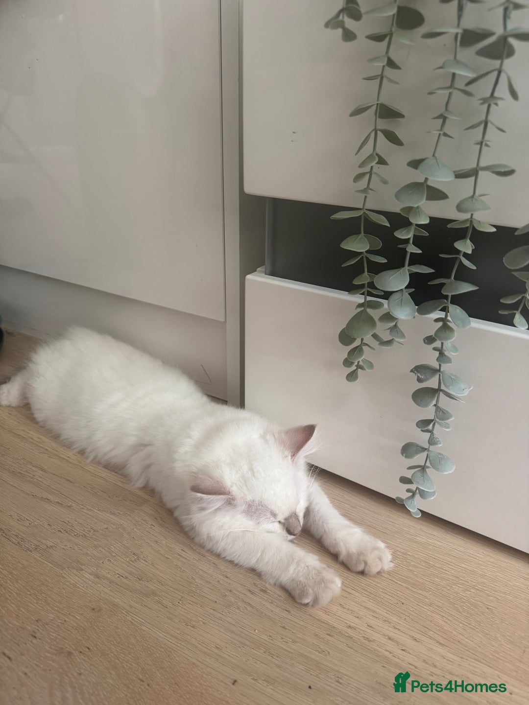 Ragdoll cats for sale: X5 Ragdoll kittens - Image 11