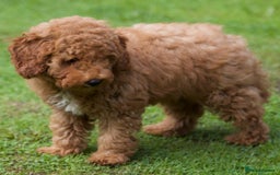 Cavapoochon dogs for sale: Gorgeous F1B Cavapoochon’s Fox Red available now. - Image 33