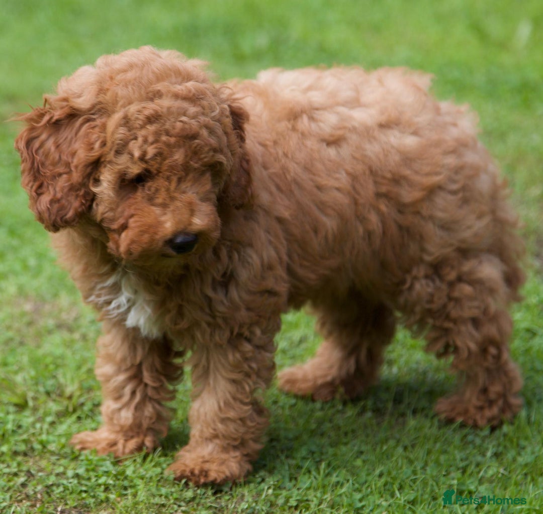 Cavapoochon dogs for sale: Gorgeous F1B Cavapoochon’s Fox Red available now. - Image 33
