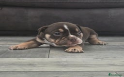 Olde English Bulldogge dogs for sale: Old English bulldog puppies  - Image 7
