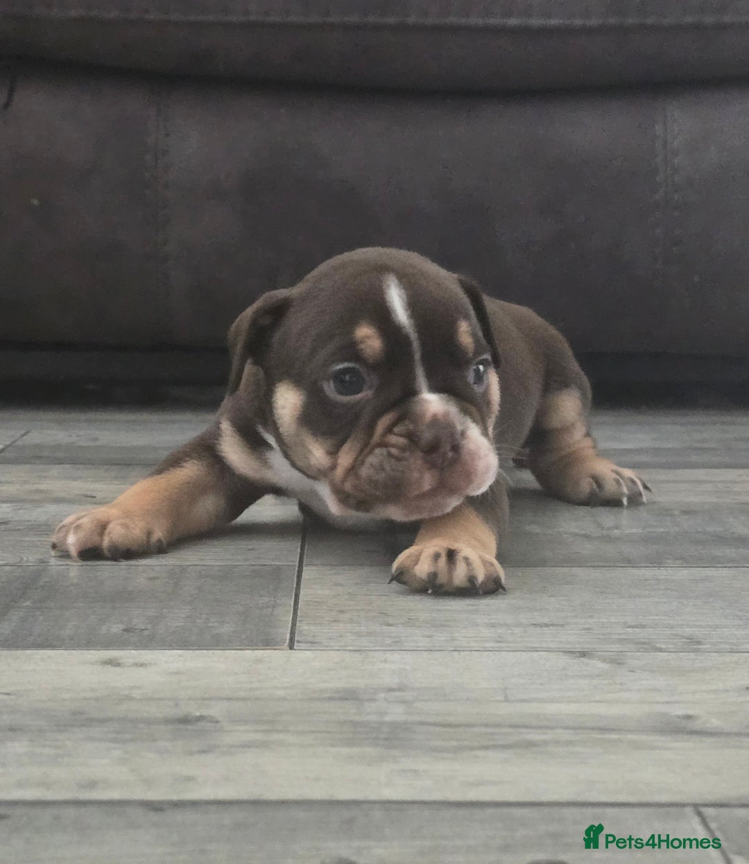 Olde English Bulldogge dogs for sale: Old English bulldog puppies  - Image 7