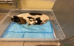 Jack Russell dogs for sale: Jack russsell puppy’s for sale small type - Image 13