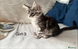 Maine Coon cats for sale: XXL  Ready Now TICA pure bread Maine Coon Kittens  - Image 28