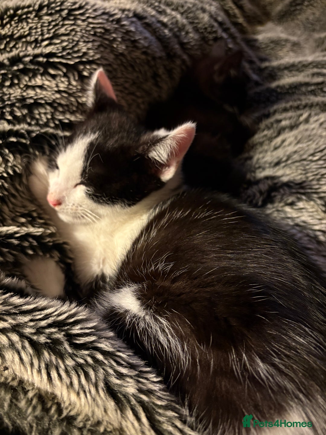Mixed Breed cats for sale: Mixed kittens  - Image 10