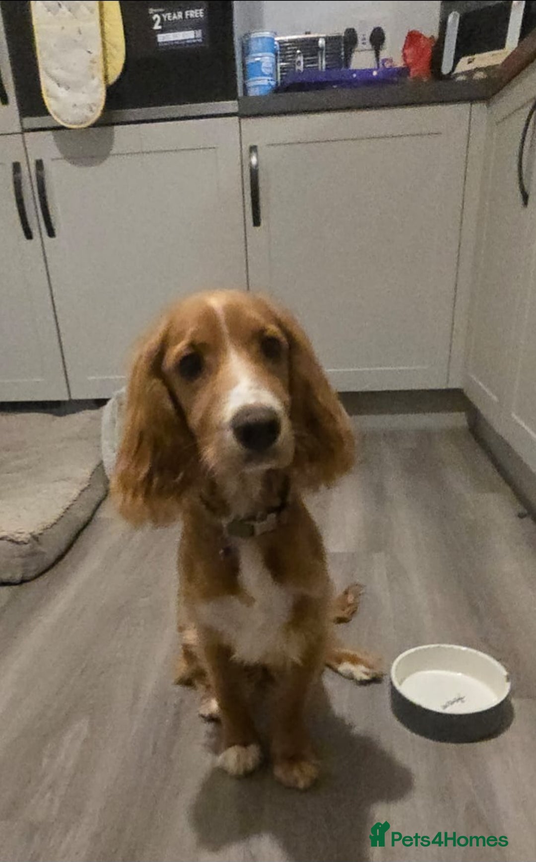 Cocker Spaniel dogs for sale: Red cocker spaniel - Advert 3