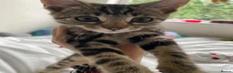 Bengal cats for sale: One little female Bengal x - Advert 9