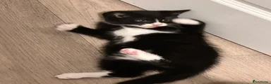 Ragdoll 1