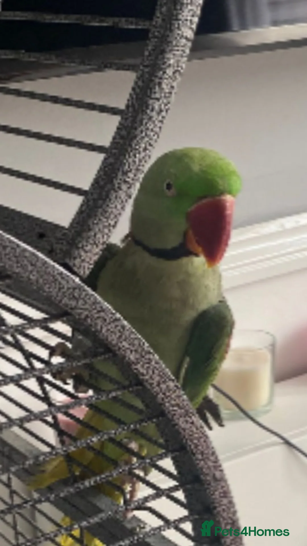 Parakeets birds for sale: Male alexandrine  - Advert 1