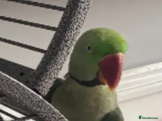 Parakeets birds Male alexandrine - Advert 8