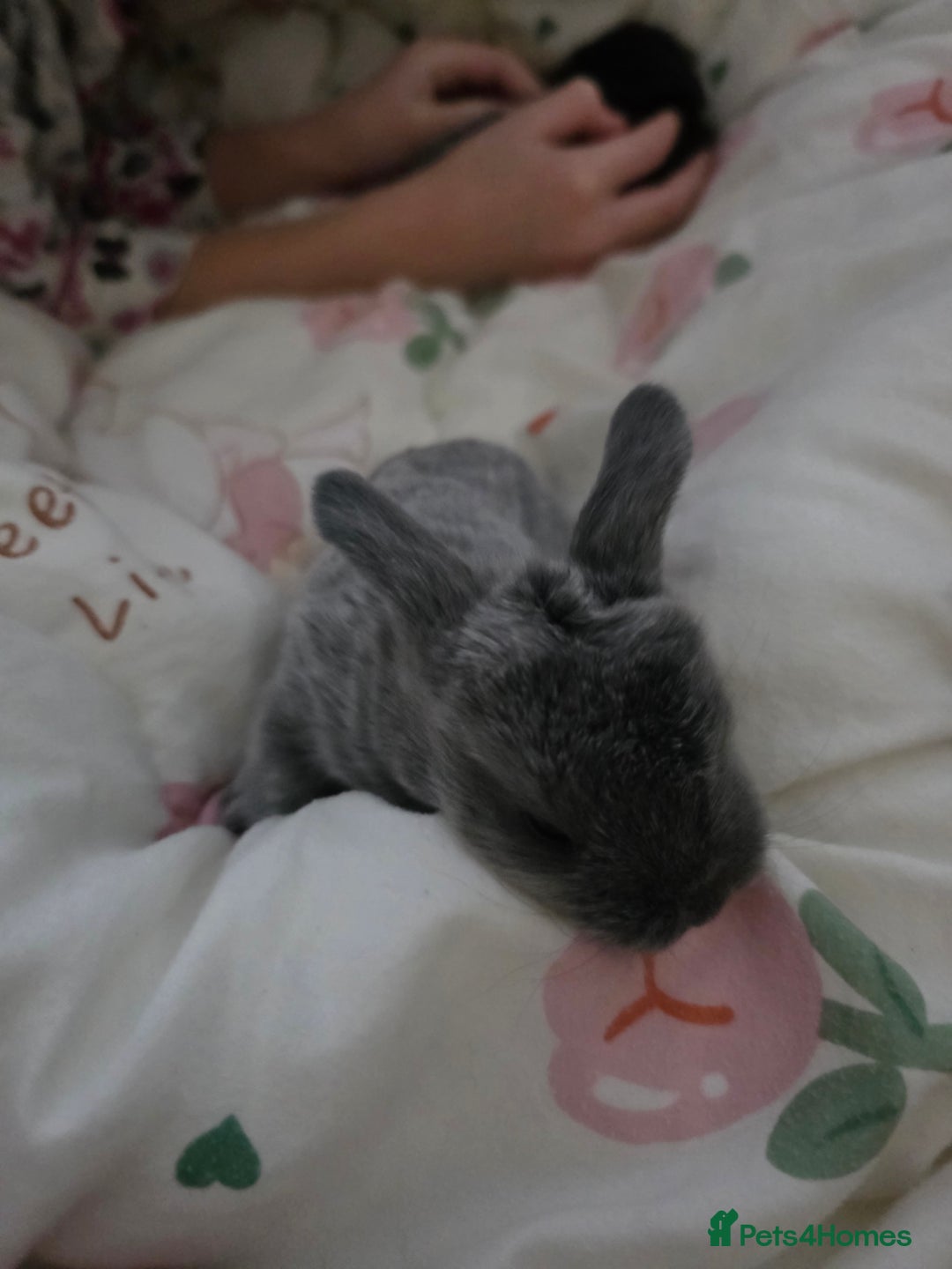 Mini Lop rabbits for sale: Mini loop  - Advert 8