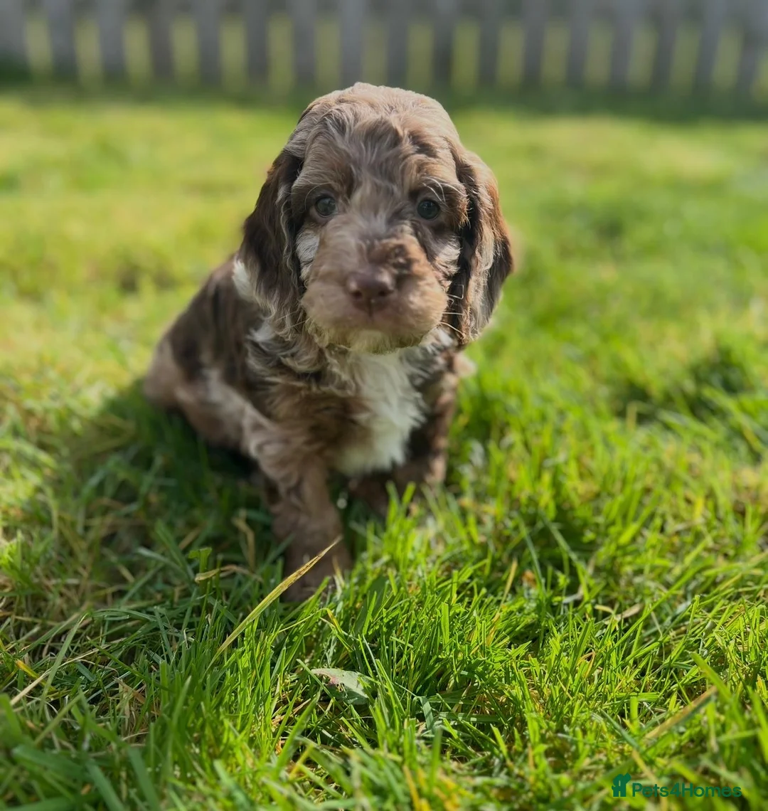 Cockapoo dogs for sale: Merle Cockapoo Puppies  - Advert 1
