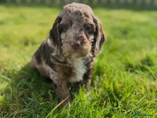 Cockapoo dogs Merle Cockapoo Puppies - Advert 8