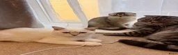 Scottish Fold cats for sale: 🐱✨ Beautiful Golden Scottish Fold Kitten - Advert 12