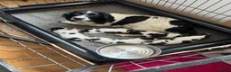 English Springer Spaniel dogs for sale: Springer spaniel puppies  in Bala - Advert 2