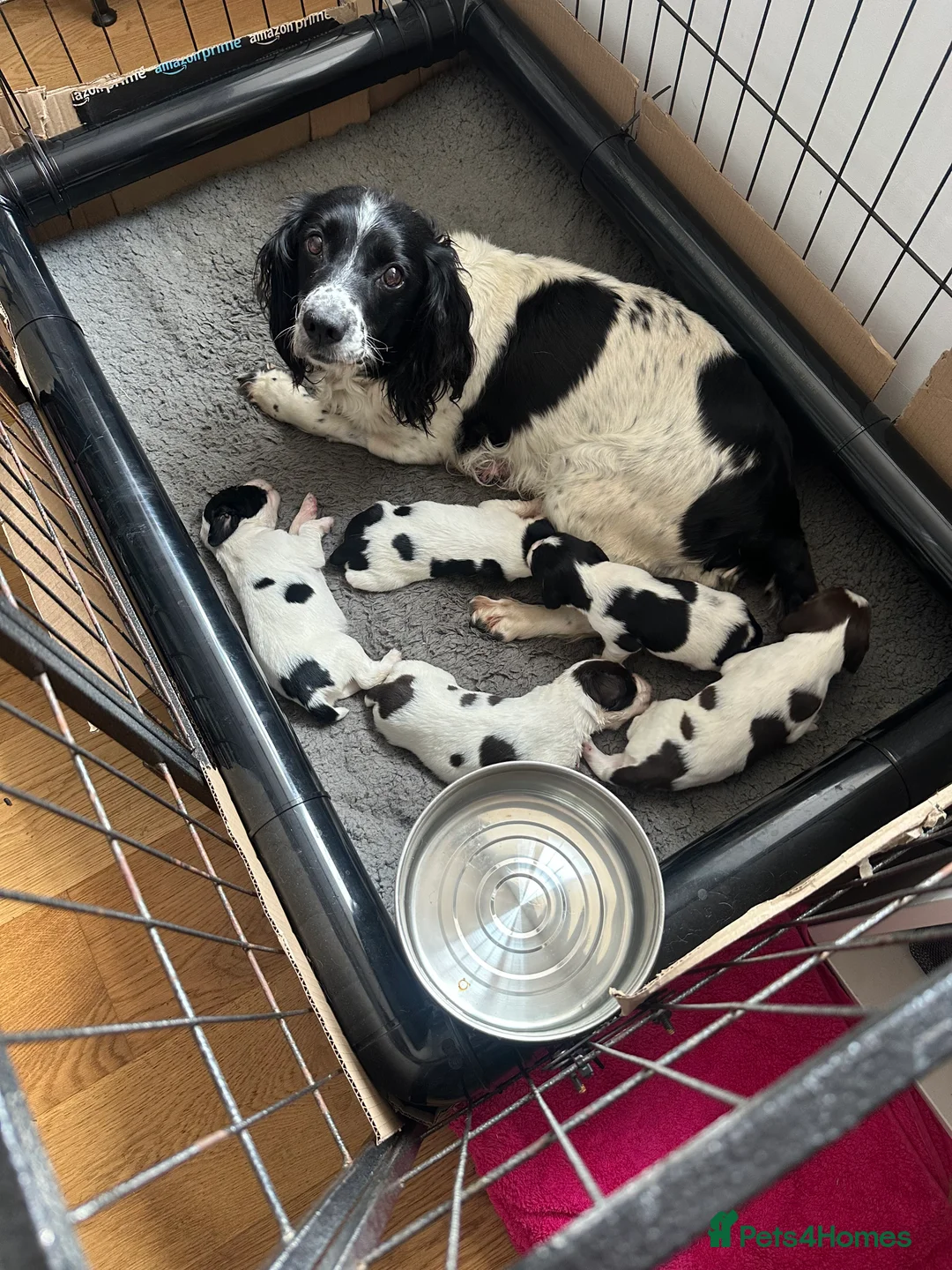 English Springer Spaniel dogs for sale: Springer spaniel puppies  in Bala - Advert 2