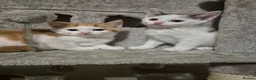 Mixed Breed cats for sale: Gorgeous kittens  - Advert 20