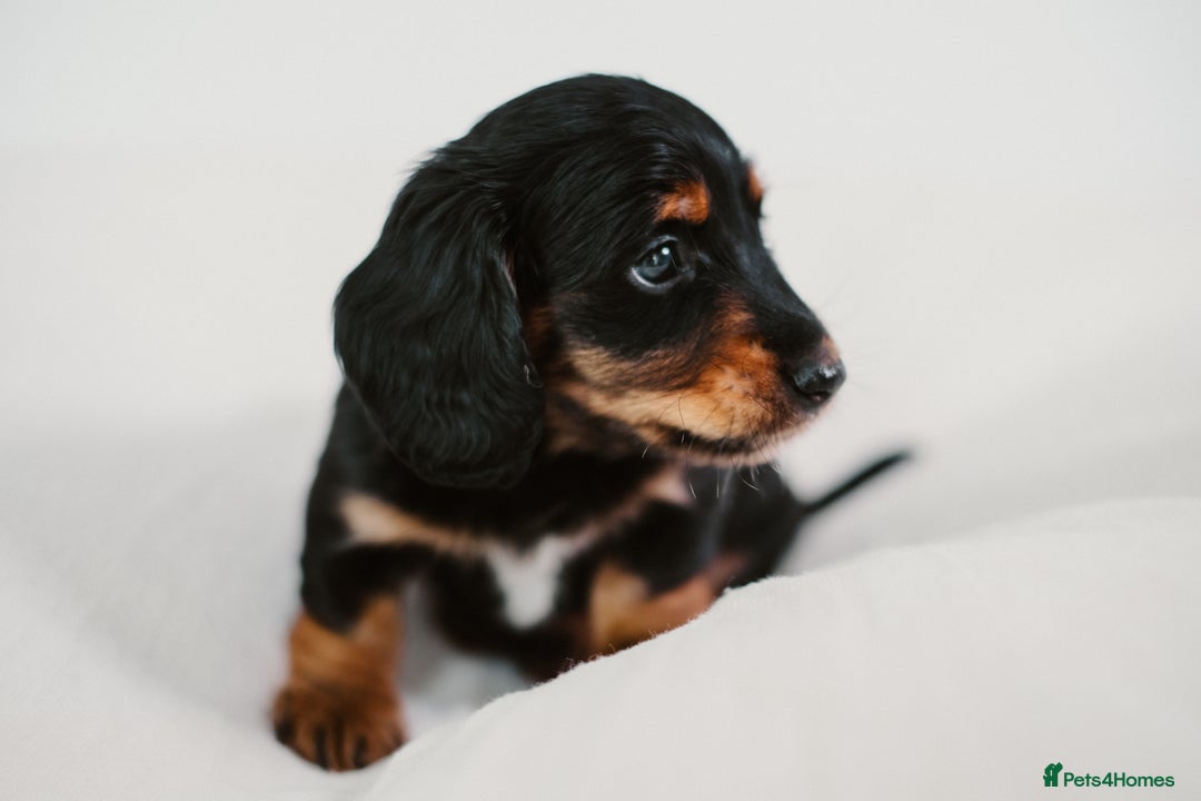 Miniature Dachshund dogs for sale: 🌿🌸🌳KC LONGHAIR MINI DACHSHUND PUPS🌳🌸🌿 - Image 21
