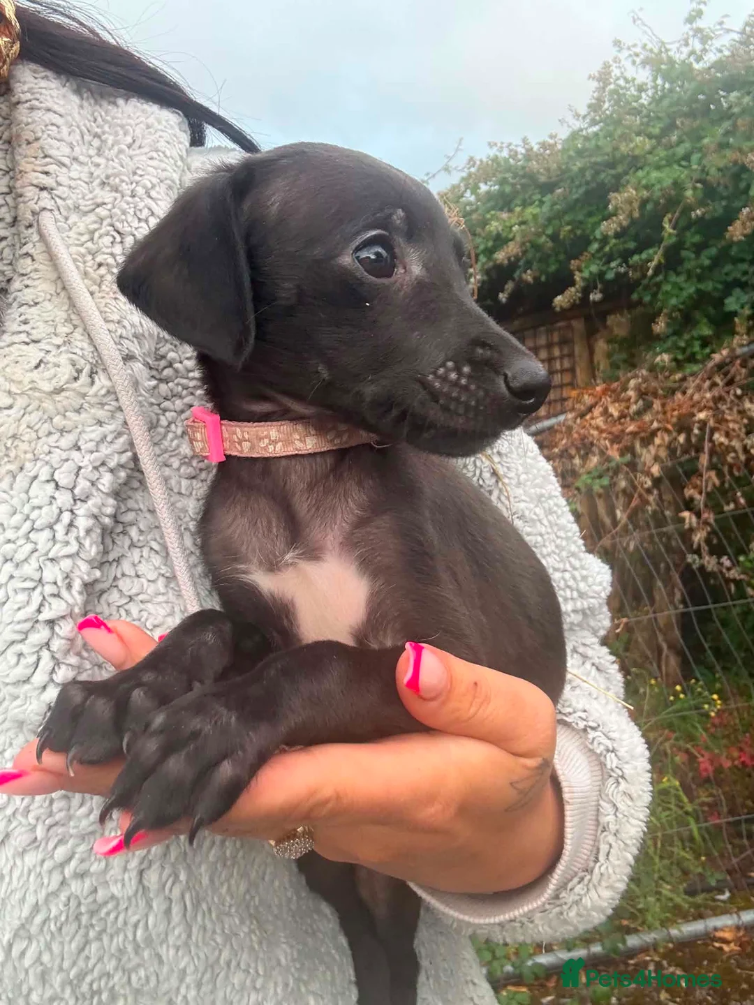 Mixed Breed dogs for sale: Bedlington whippets in Bath - Advert 5