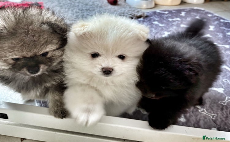 Pomeranian dogs - Advert 9