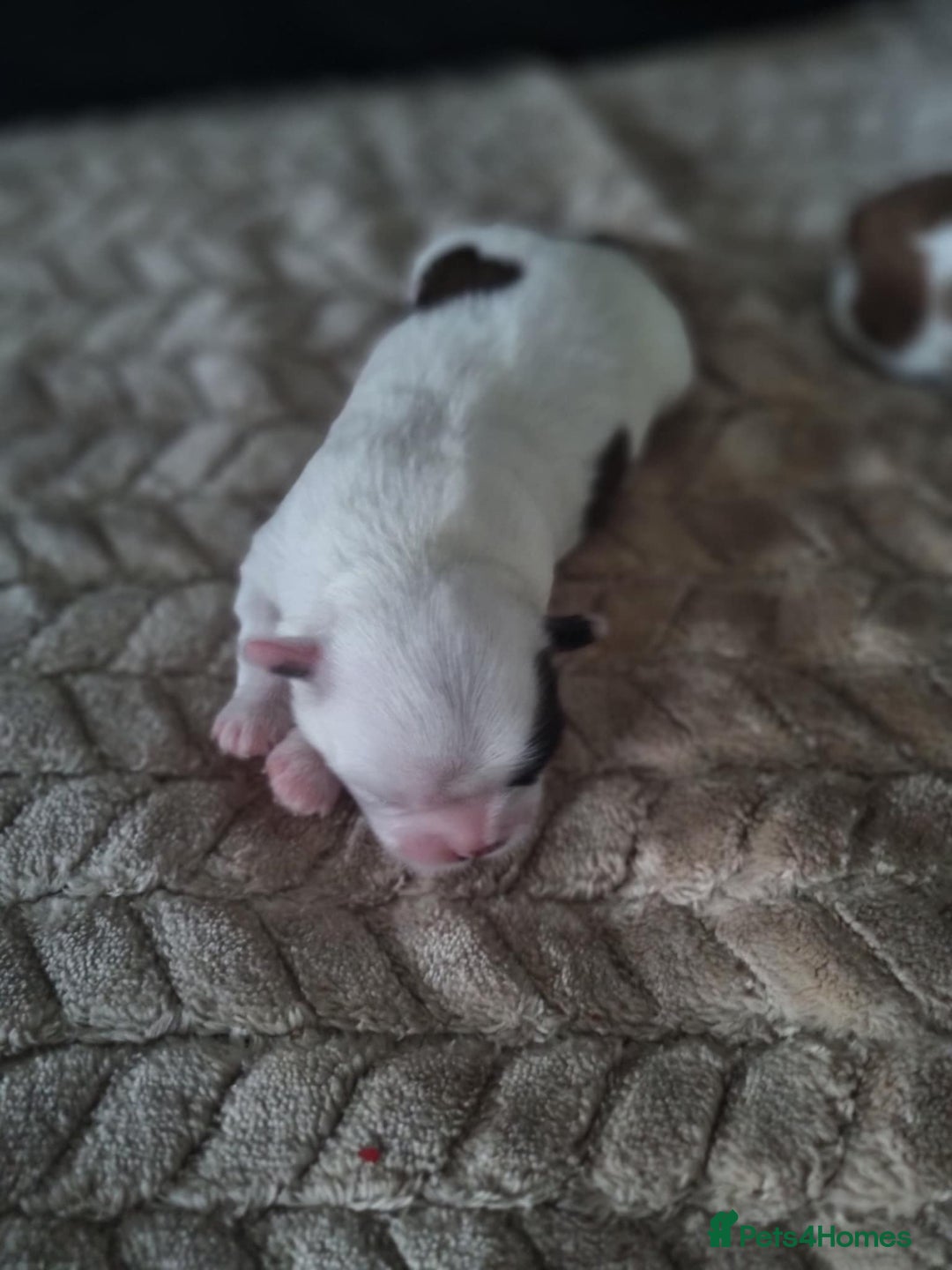 Shih Tzu dogs for sale:  ShihTzu puppies 1 girl  - Image 5
