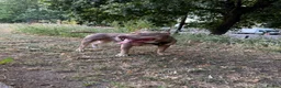 American Bully dogs for sale: Rehome Pablo  - Advert 5
