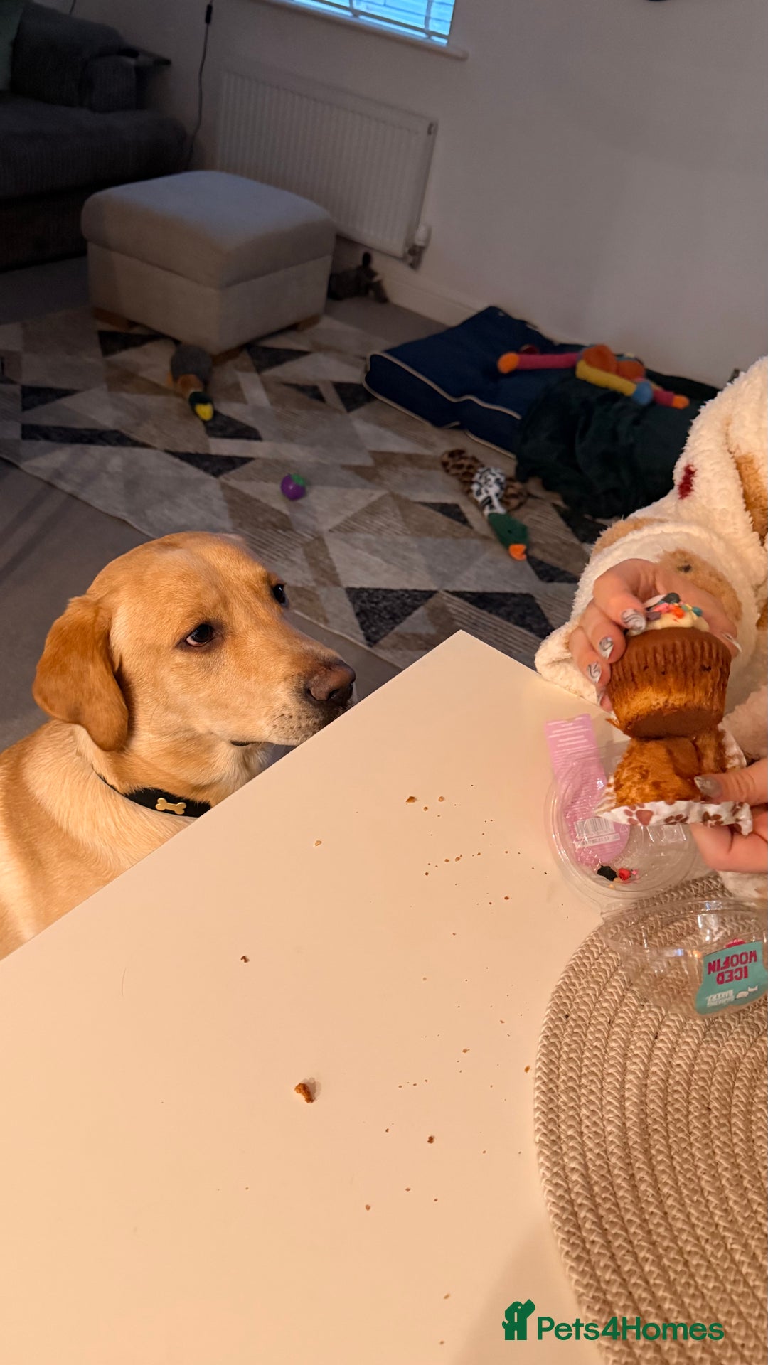 Golden Retriever dogs for sale: Golden retriever for rehoming  - Advert 4