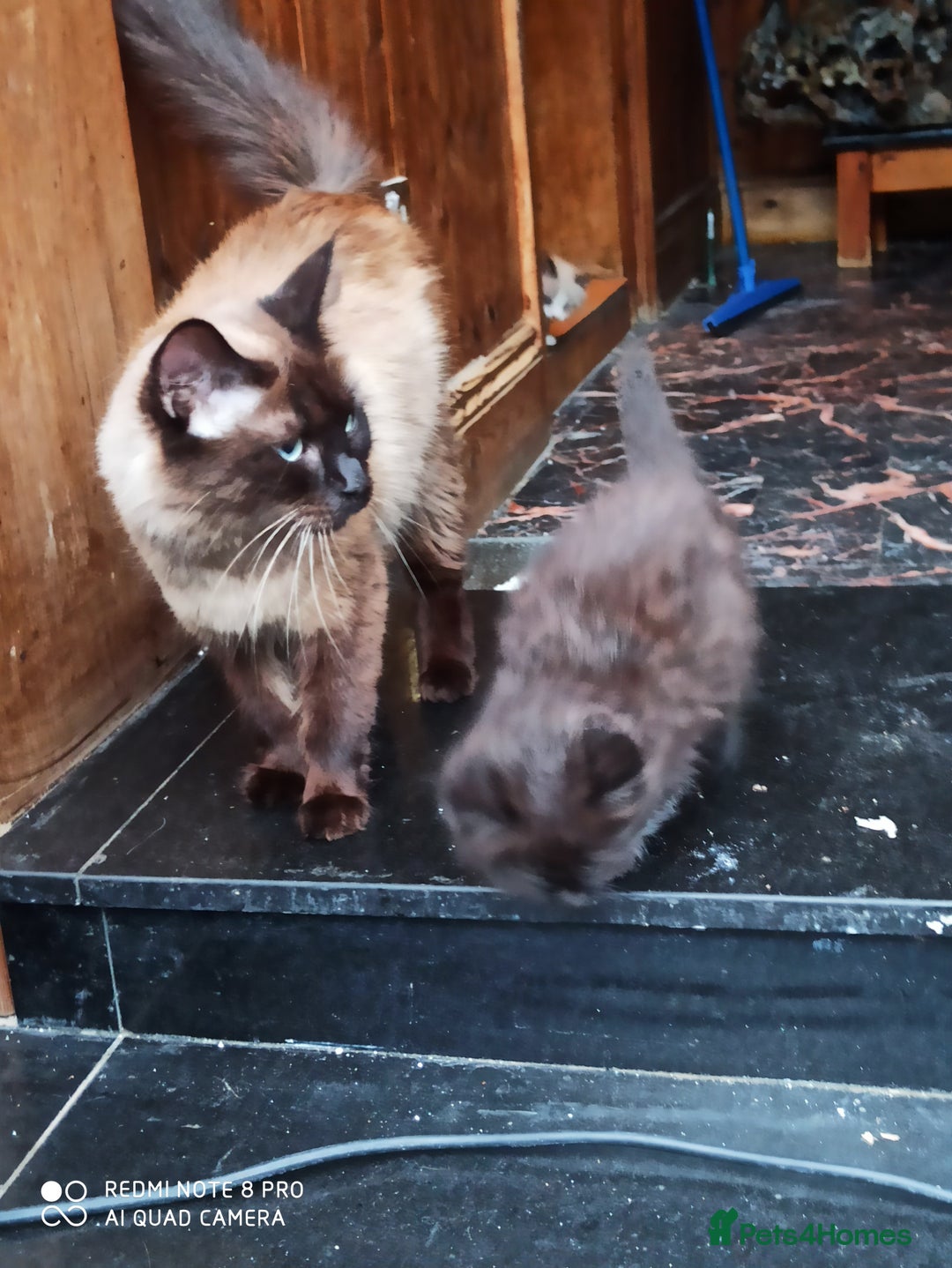 Siberian cats for sale: #4 lovely Siberian male kittens  - Image 6