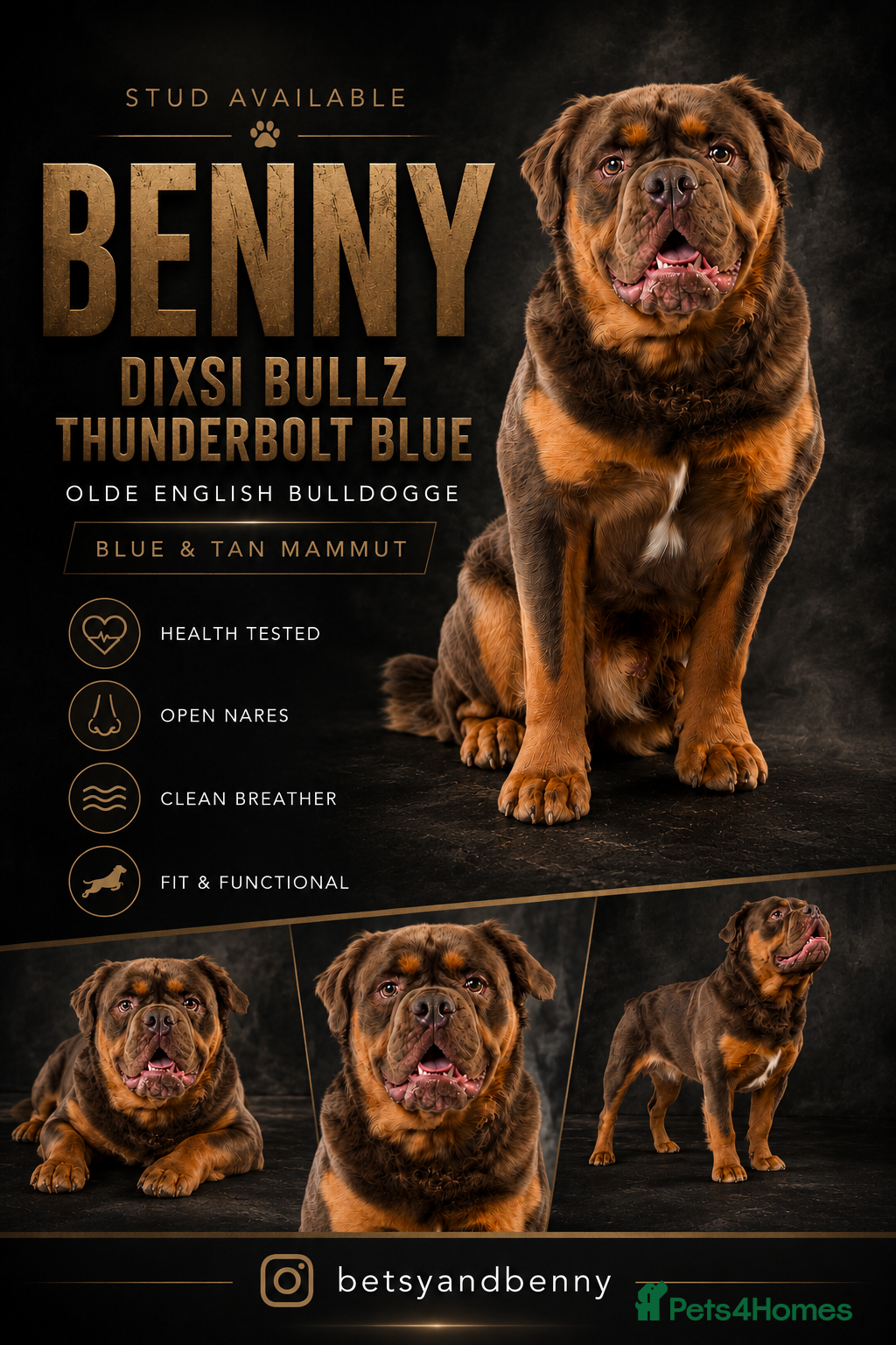 Olde English Bulldogge dogs Blue and Tan visual fluffy  - Advert 1