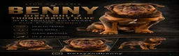 Olde English Bulldogge dogs for stud: Blue and Tan visual fluffy  in Huddersfield - Advert 1