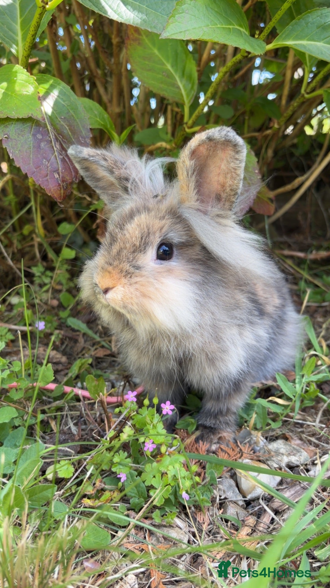 Lionhead rabbits Male bunny, with indoor cage and outdoor run.  - Advert 1