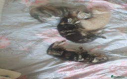 Mixed Breed cats for sale: Miss sijanda  - Image 3