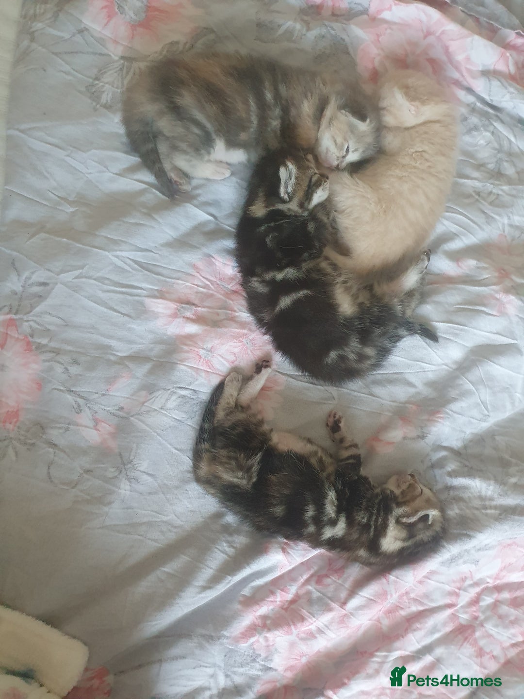 Mixed Breed cats for sale: Miss sijanda  - Image 3