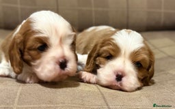 Cavalier King Charles Spaniel dogs for sale: 2 Female King Charles Cavaliers   - Advert 25